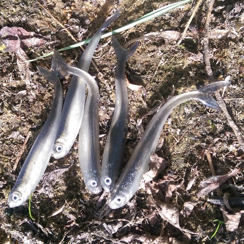 Silver tiddler drop - x,